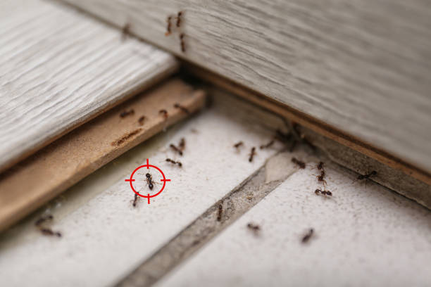 Pest Prevention Services in Oak Creek, WI